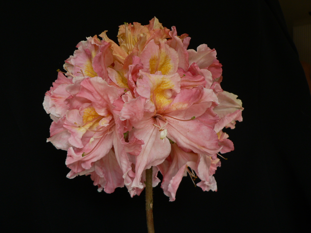 Unknown hybrid